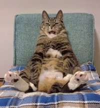 「ふわ〜っ、そろそろ寝るかにゃ…」（提供：にゃんてこった。さん）