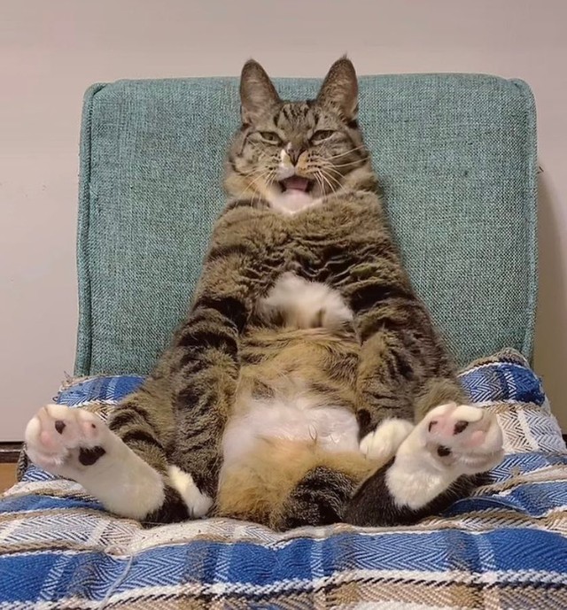 「ふわ〜っ、そろそろ寝るかにゃ…」（提供：にゃんてこった。さん）