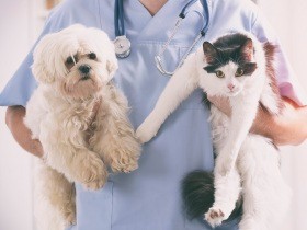 犬や猫の健康診断をしていますか？　飼い主さんアンケート実施中