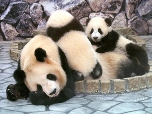 4 pandas at Wakayama zoo will be returned to China in June | The
