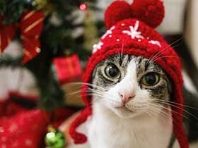 おなかがすいたら「ゴハ～ン！」と主張　ミックス猫の「すず」