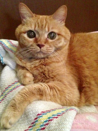 カメラ目線が得意だったフォトジェニックな梅ちゃん