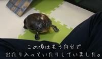 自分で水槽と部屋の出入りをしていたという、ぐいちゃん／飼い主さん提供