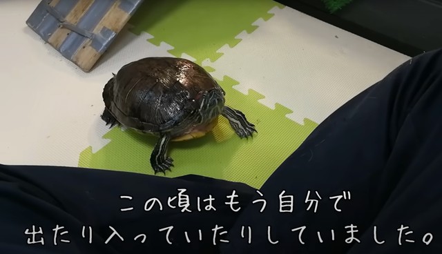 自分で水槽と部屋の出入りをしていたという、ぐいちゃん／飼い主さん提供