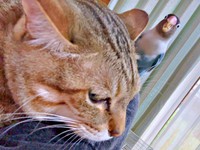 「大好き♡」 猫に求愛するインコ（画像提供：きなこ@針村さん）