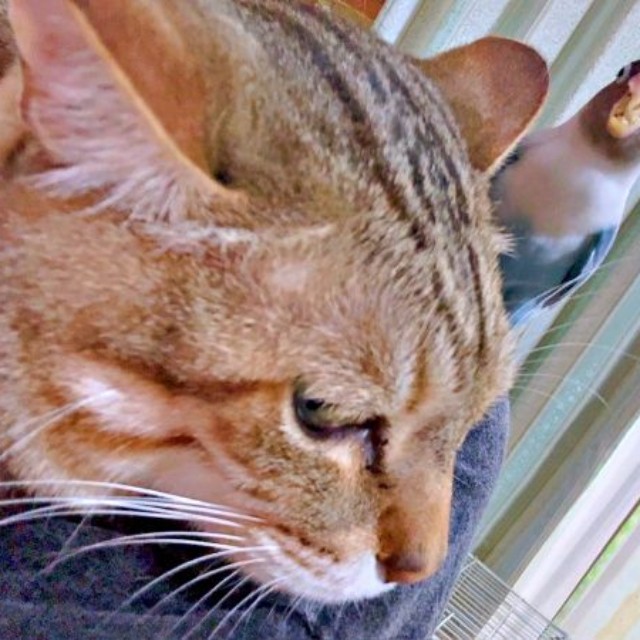 「大好き♡」 猫に求愛するインコ（画像提供：きなこ@針村さん）