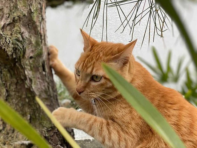 木登りも得意だにゃ～