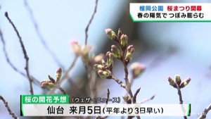 桜前線近づく宮城県　早咲きの桜３分咲き　桜まつり始まる