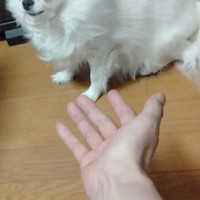 玉緒さんを呼んでみると…（えちごやとちわわさん提供）