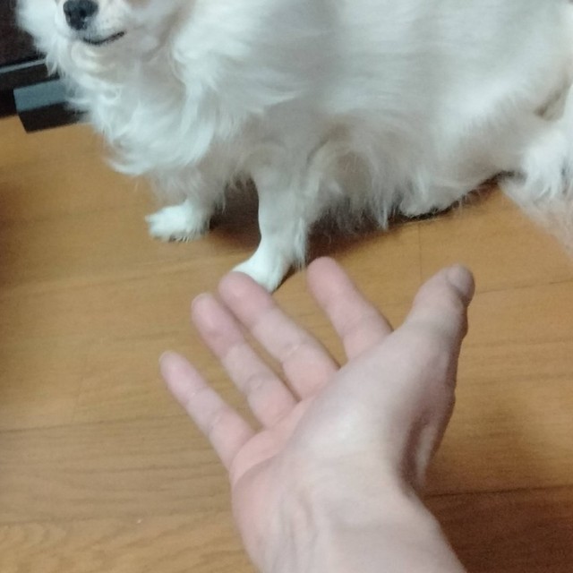 玉緒さんを呼んでみると…（えちごやとちわわさん提供）