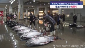 塩釜市魚市場でクロマグロの初競り　３年連続の水揚げ額１００億円目指す