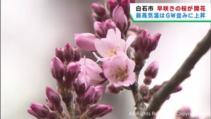 宮城・白石市や仙台市で早咲きの桜が開花　花見の名所では準備が進む