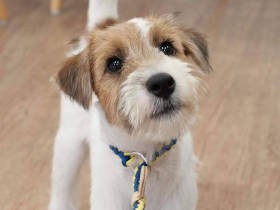 愛犬に困る飼い主救う激アツ店長　支えるのは「プロのペットショップ店員」のプライド