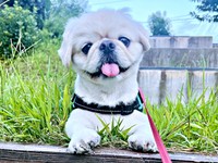 人も犬も大好き！ 笑顔で触れ合うとろろくん（画像提供：ペキニーズのとろろさん）