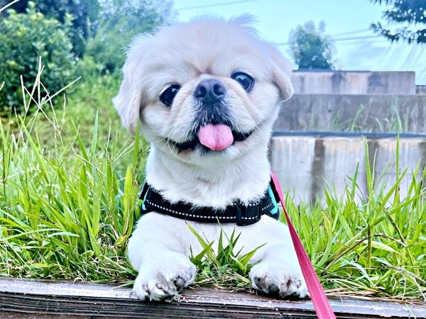 人も犬も大好き！ 笑顔で触れ合うとろろくん（画像提供：ペキニーズのとろろさん）