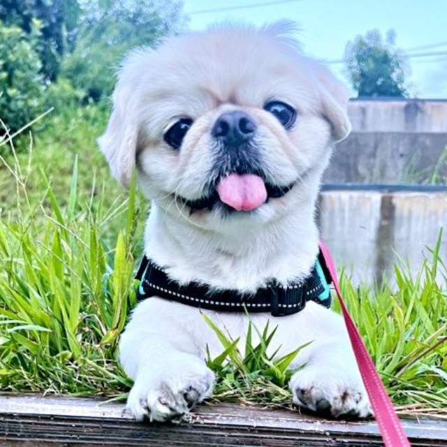 人も犬も大好き！ 笑顔で触れ合うとろろくん（画像提供：ペキニーズのとろろさん）