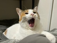 お気に入りのカーテンレールの上へと続く道（モニターとテレビ）がなくなり、「退屈になってしまったんやで」なセルジオ悦子ちゃん（画像提供：セルゥゥゥゥァァァァァさん）