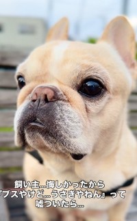 うさぎ…！？いいえ、可愛いフレンチブルドッグです♡（提供：＠frenchbulldog0613さん）
