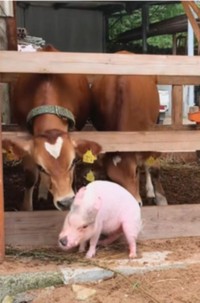 牧場には豚も／エアロファームさん（@aerofarm_5865）提供