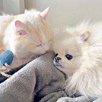 ゆきみちゃんにお顔を寄せるだいふくくん（画像提供：ゆきみとだいふくさん）