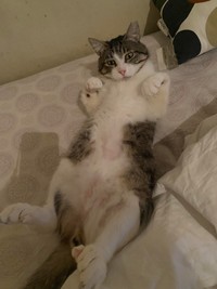 にゃん！とした手が可愛い＝Aiさん提供