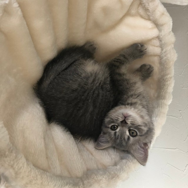 こちらも子猫時代の写真、見上げてくる瞳が可愛い（画像提供：りんくんとおとちゃん）