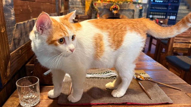 カルボナーラの代わりに猫ちゃん！（提供：ゆゆさん）