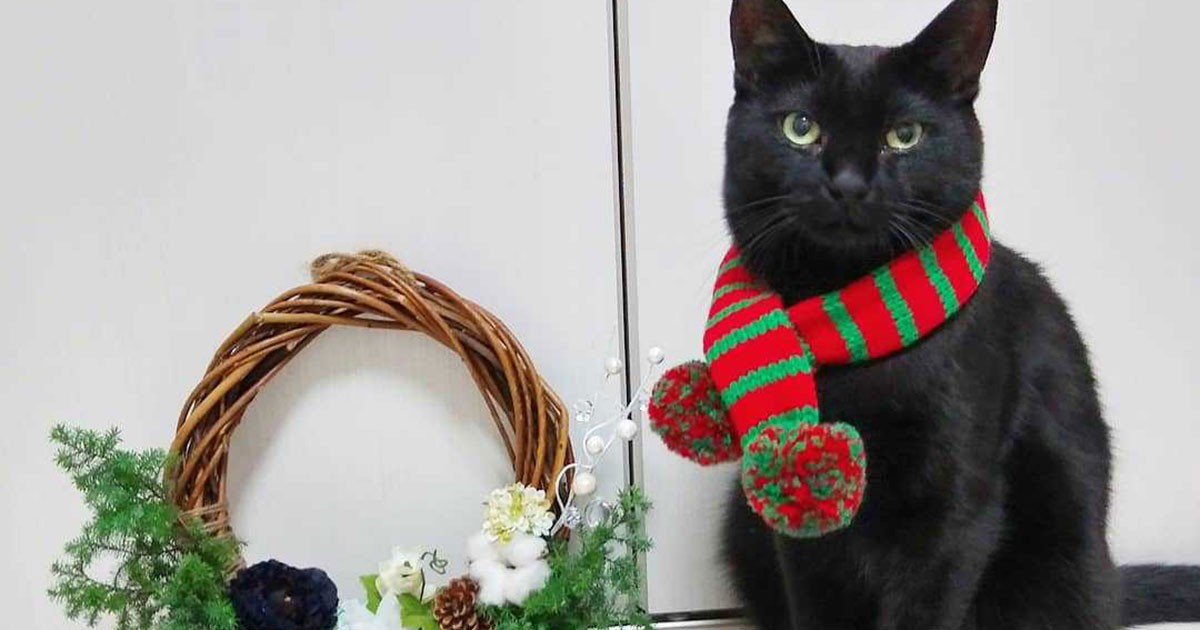 クリスマス支度の記念撮影 黒猫の「オレオ」 | 「犬や猫ともっと幸せに