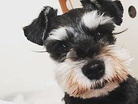 ねえ朝だよ、起きようよ　じっと見つめるミニシュナ「ネス」