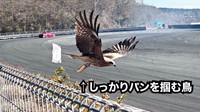 しっかりとパンのみをつかんでいるトンビ（画像提供：駄無〜んCHANNELさん）