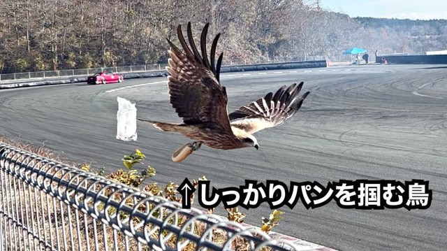 しっかりとパンのみをつかんでいるトンビ（画像提供：駄無〜んCHANNELさん）