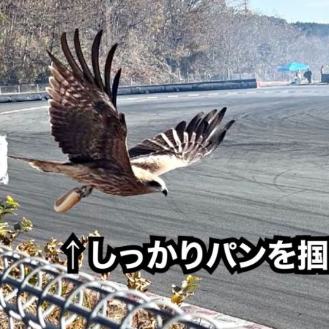 しっかりとパンのみをつかんでいるトンビ（画像提供：駄無〜んCHANNELさん）