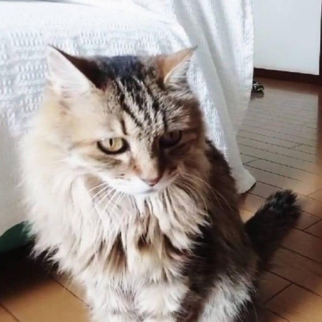 同居猫だった、もものすけくん（右手前）とくーちゃん（右奥）