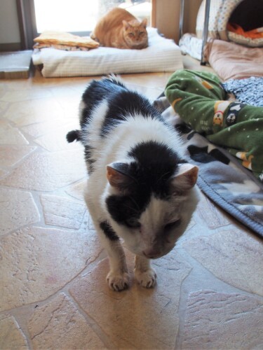 「爺様、トイレか？」と目で追う春吉