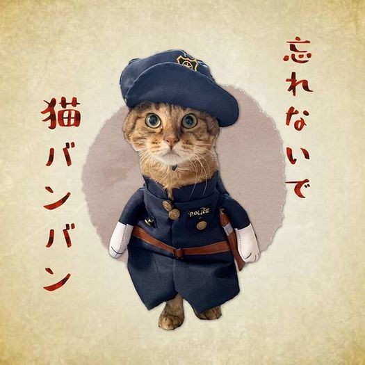 猫がエンジンルームに入りこんでいないか車に乗る前に叩く「猫バンバン」を、めめちゃんが広く伝えました