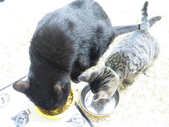 フリーにすると、シッポをからませて、たべていたっけねえ