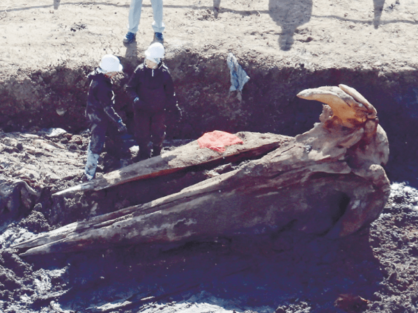 迷いクジラの死がい ほりだす ｜ 朝日小学生新聞 | 朝日中高生新聞