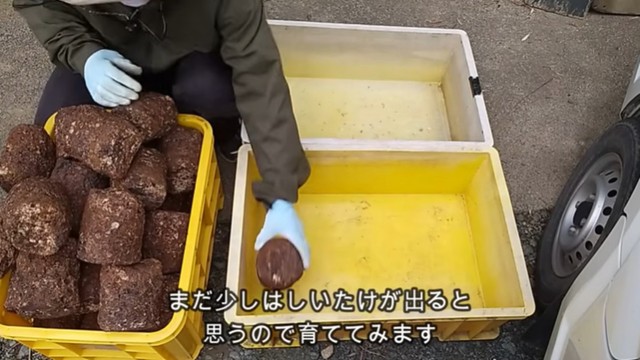 素人ながらに栽培してみることに／投稿主さん提供