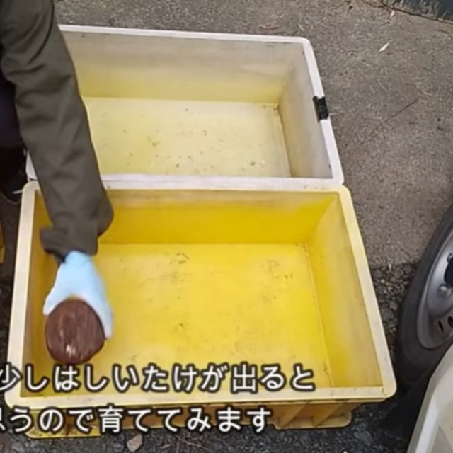 素人ながらに栽培してみることに／投稿主さん提供