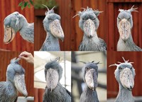 「ハシビロコウのふたば」より（写真：南幅俊輔）