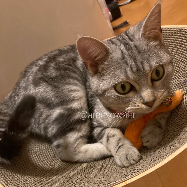 ネズミのおもちゃをゲット