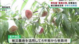 漁師が育てた復興の桃が収穫の最盛期　宮城・東松島市　養殖の手が空く季節に栽培