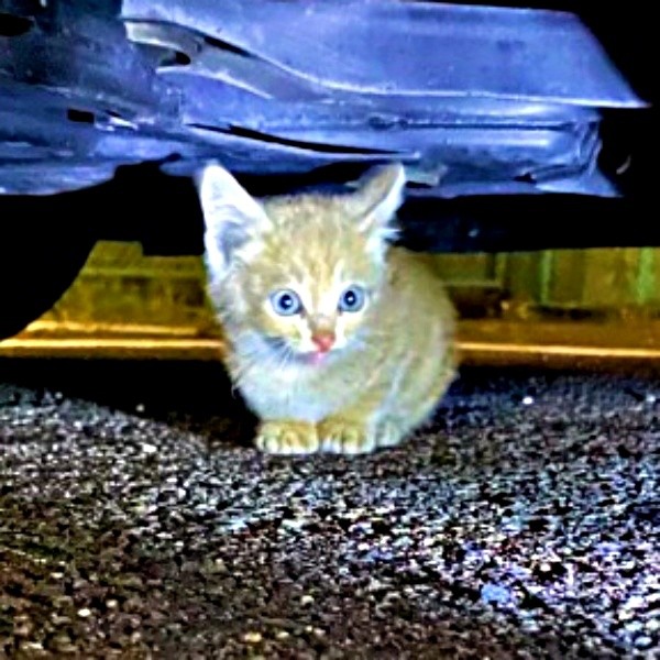 車の下に隠れているきなこくん（画像提供：まっちゃさん）