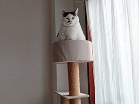 ２０２１貫禄ありすぎで賞　白黒猫「小太郎」