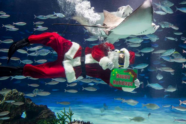 横になって泳ぐとサンタ衣装がひらひらしない