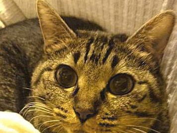 命の恩人に「シャー」　猫には３日過ぎれば敵!?