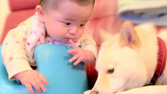 赤ちゃんはもちくんに興味津々……！（提供：豆柴もち暮らしさん）