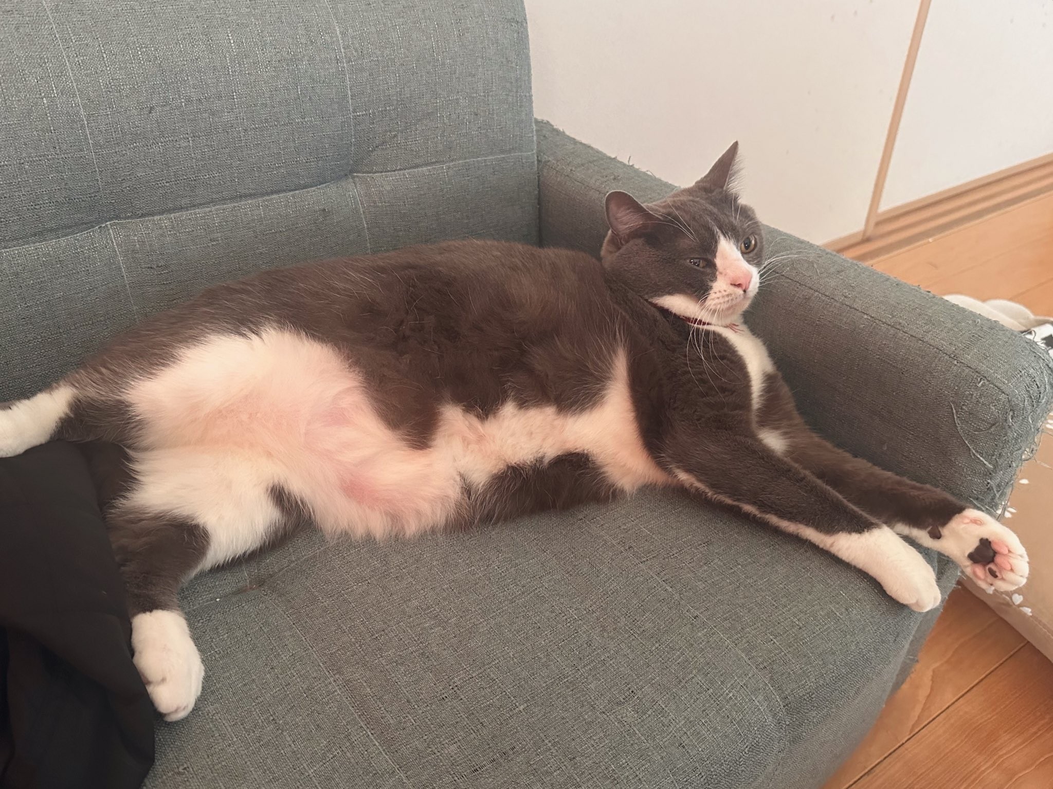 肉球の見せ方のお手本」肉球全開の猫さんにネット衝撃！ 「アポロ