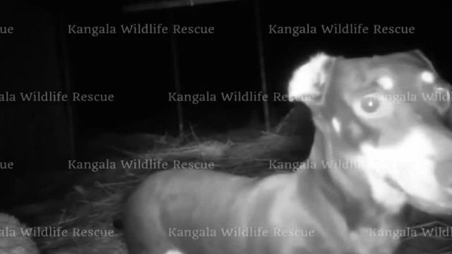 カンガルー島で500日以上も行方不明になっていたミニチュアダックスフントの「ヴァレリー」が保護された（ロイター）