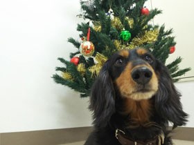 ベッドで一緒に寝るのが好き　ミニチュアダックスの「ネーレ」